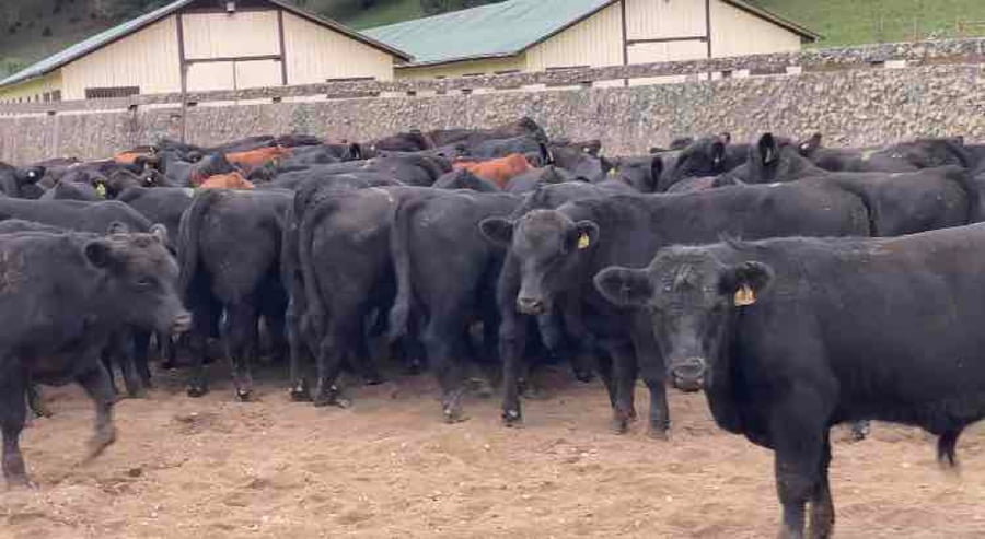 Lote 60 Ternero en Futrono, XIV Región Los Ríos