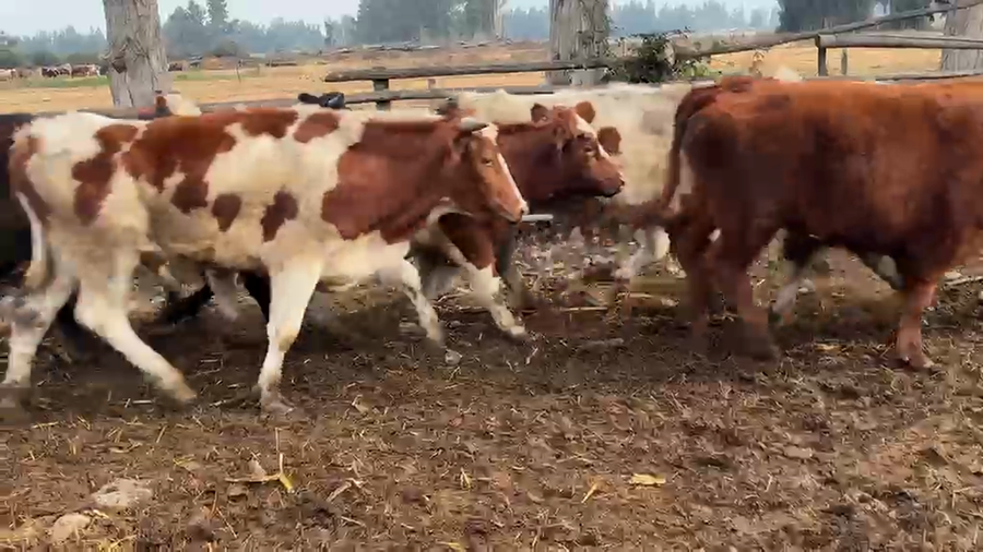 Lote 24 Novillo Engorda en Talagante, Región Metropolitana