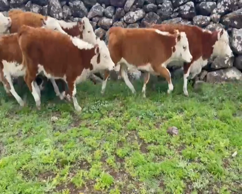 Lote 44 Terneras en Tacuarembó, Peralta