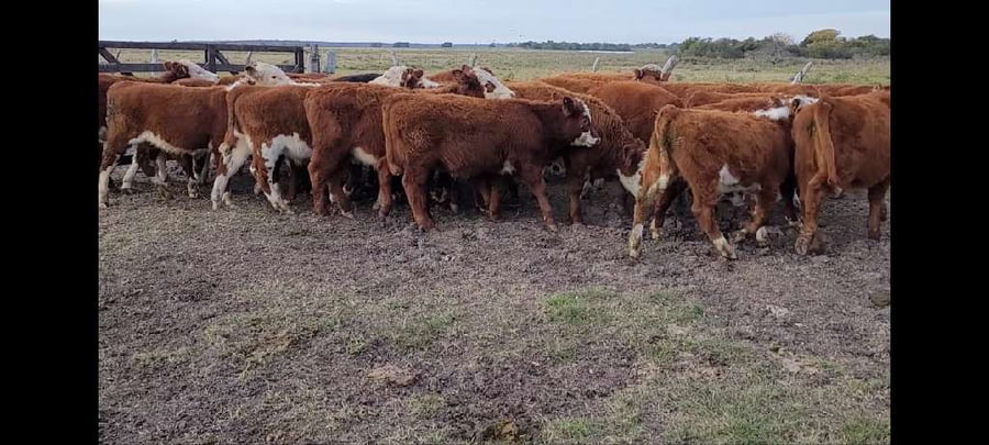 Lote 30 Terneros en Villaguay, Entre Ríos