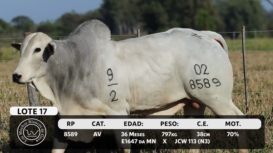 Lote LOTE 17