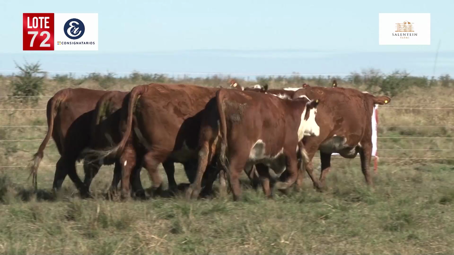 Lote Vacas Braford Generales-S´16/17/18 Parición Octubre/Noviembre 2022