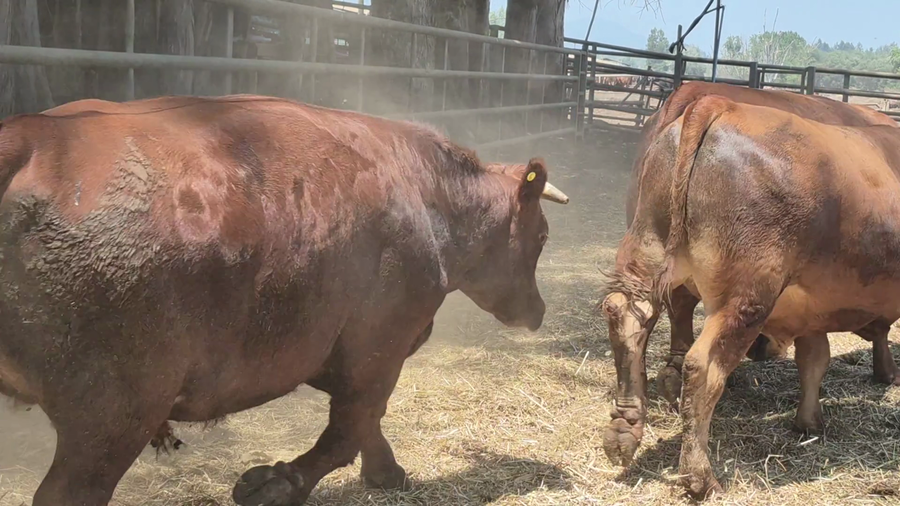 Lote 23 Novillo Gordo en Pelarco, VII  Región Maule