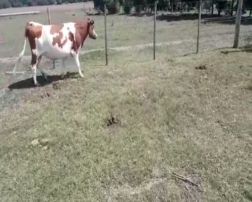 Lote (Vendido)Vaquillonas 1 a 2 años HOLANDO a remate en Entre Martillos en PARAJE EL BAÑADO