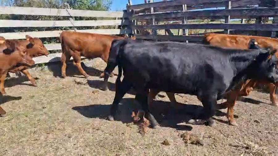 Lote 13 Terneras a remate en Pantalla Camy, San José