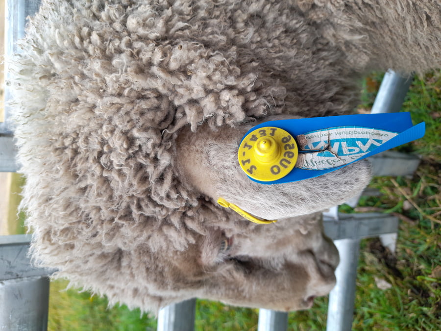 Lote Carnero TOP, 21-1431