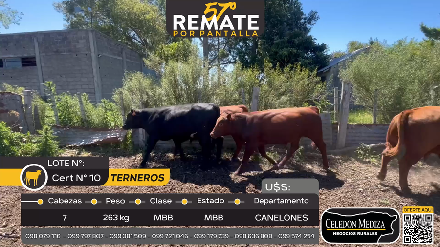 Lote 7 Terneros en Paso de Bote, Canelones
