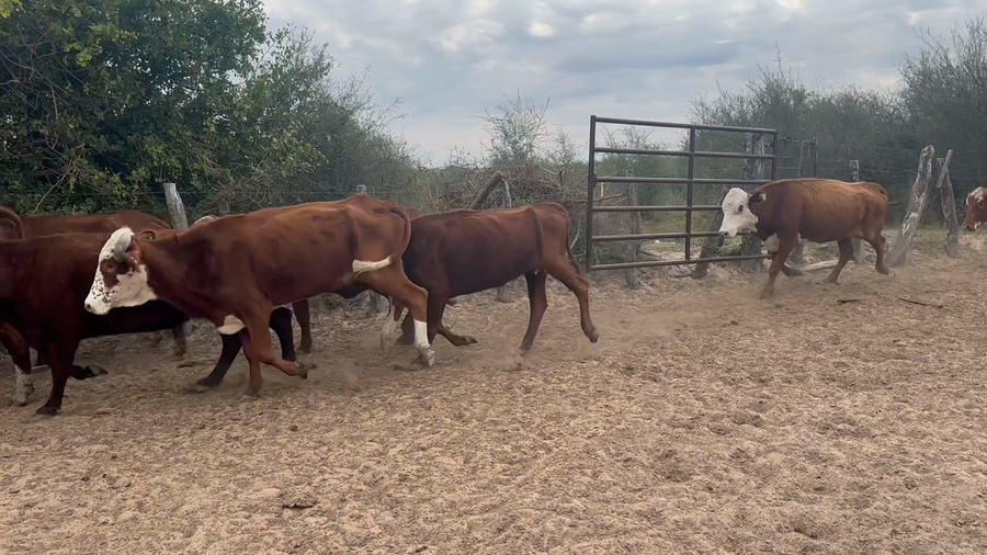 Lote 28 Vacas de invernar en Corrientes, Perugorría