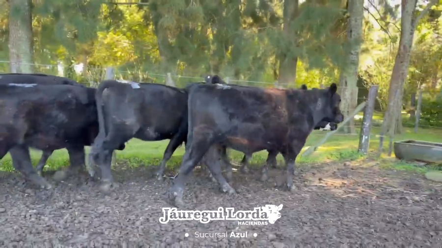 Lote 9 Novillitos y vaquillonas