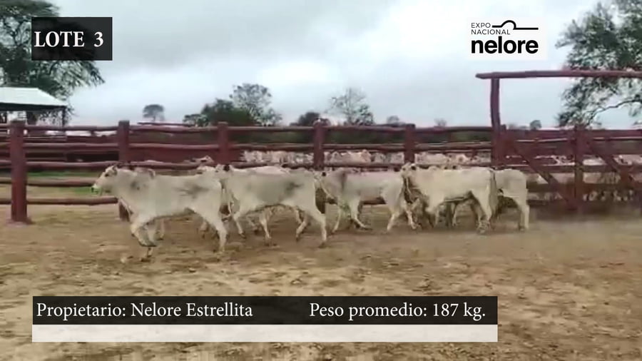 Lote Expo Nacional Terneras - Lote 03