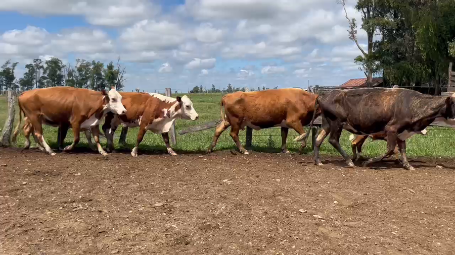 Lote 72 Vacas CUT con cría