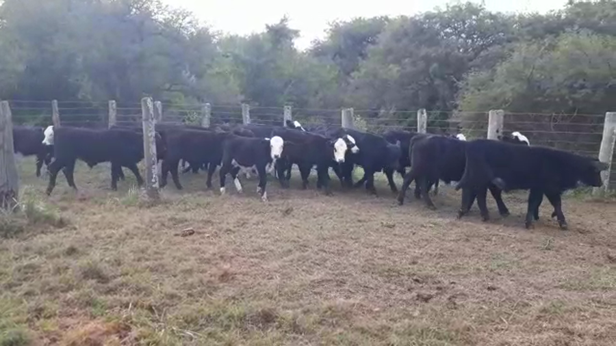 Lote 11 Machos y 15 Hembras Cruzas Británicas en Helvecia, Santa Fe