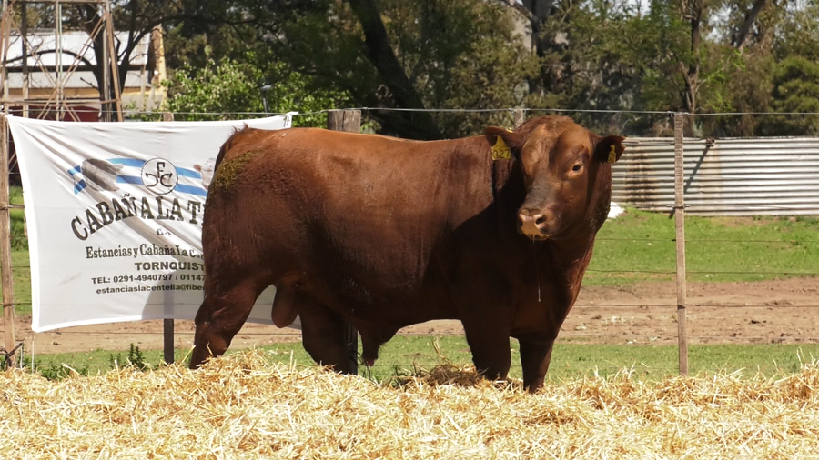 Lote TOROS PUROS CONTROLADOS