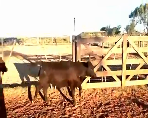 Lote 75 Terneros en Viamonte, Córdoba