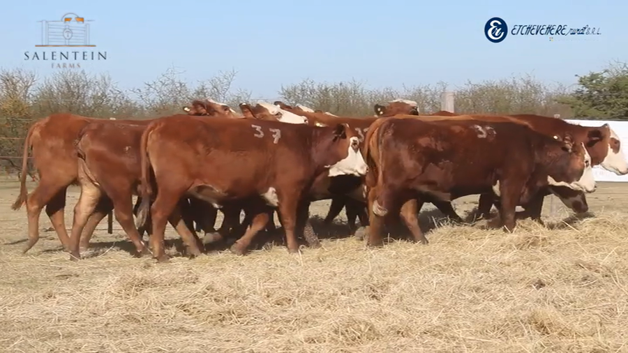 Lote Vaquillas Braford Generales Señal ´21-Preñadas IATF (28-12-2023) y Servicio Colectivo (03/01/24 al 05/02/24)
