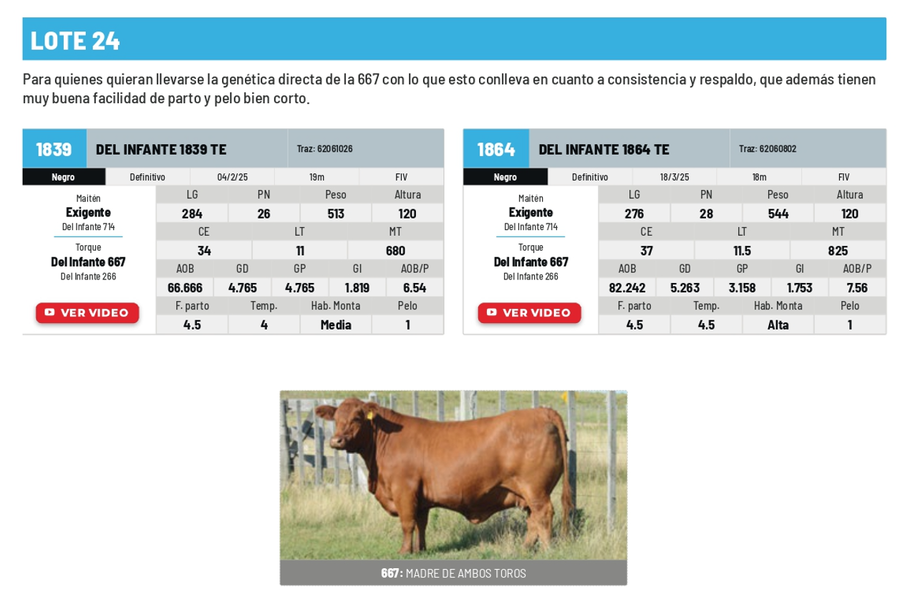 Lote Lote 24