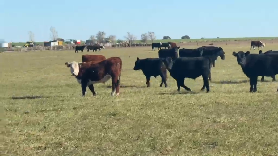 Lote 65 Novillitos en La Pampa, Macachín