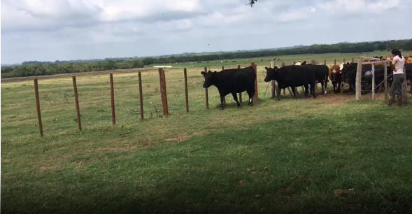 Lote 27 Vacas preñadas en San José