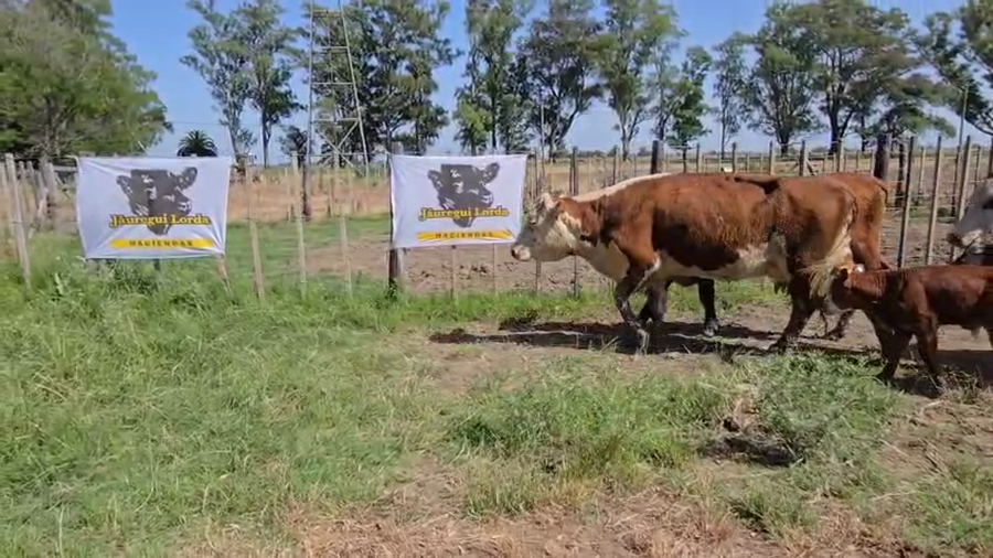 Lote 14 AL CTE USADAS