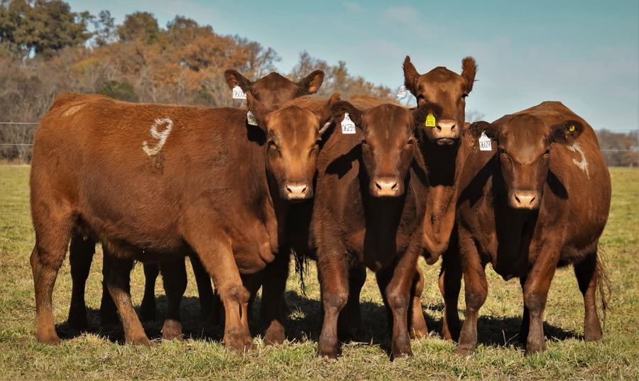 Lote Vaquillonas Angus PC Primavera
