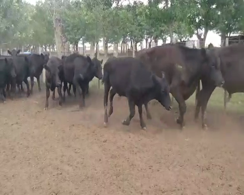 Lote 40 Novillitos en Olavarría, Buenos Aires