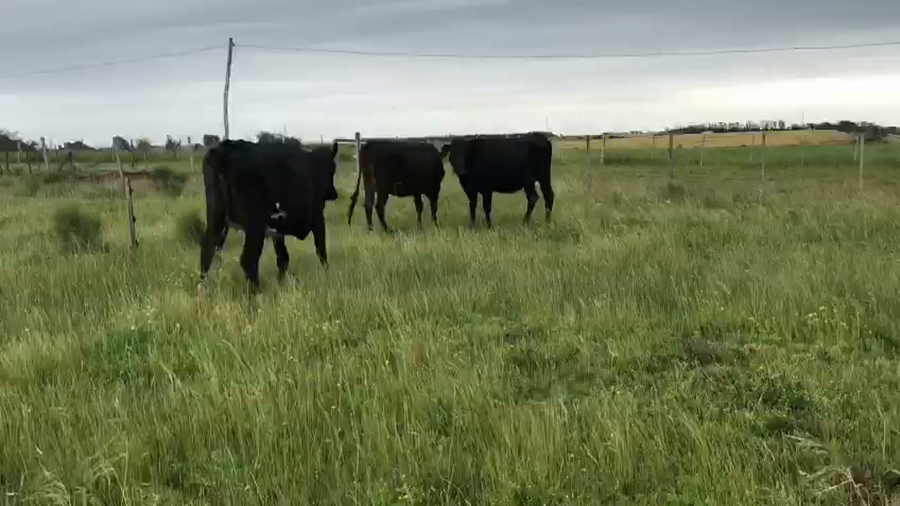 Lote 3 Vaquillonas  Kiwy a remate en Pantalla Camy 450kg -  en Carreton