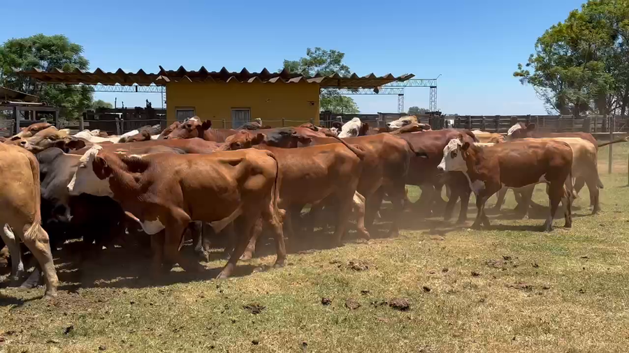 Lote 50 Novillos en Virasoro, Corrientes