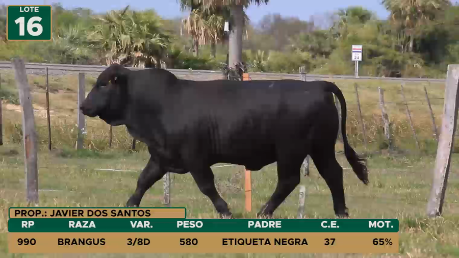 Lote TOROS LOTE 16