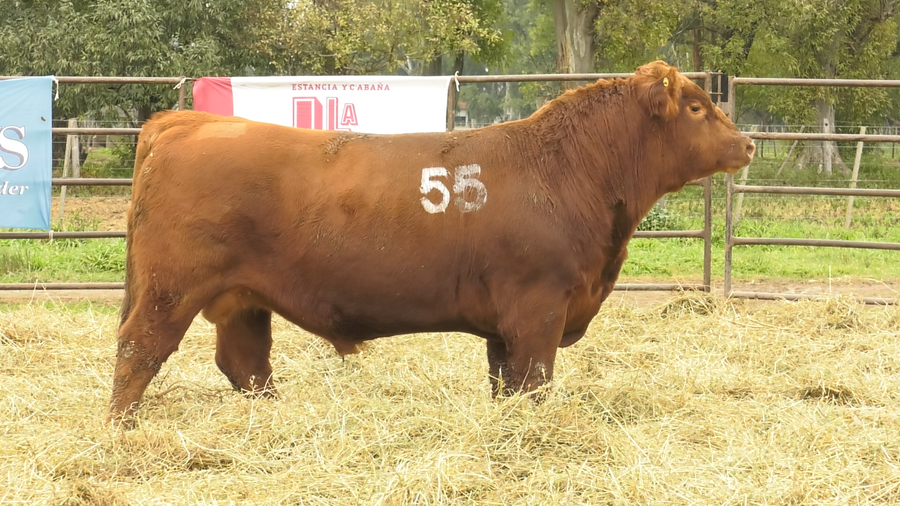 Lote TOROS ANGUS COLORADOS  PC