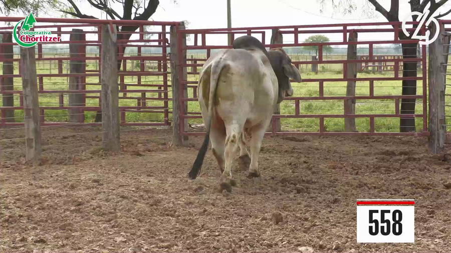 Lote Brahman