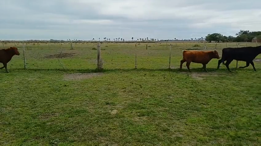 Lote 17 Terneras 7 RA,  3 AA,  1 SH,  3 AA X SH,  3 RA X HE a remate en 5º Remate Pantalla Bachino en RINCÓN BRAVO, CAMINO VECINAL A 9KM DE SAN LUIS, 63KM DE LASCANO Y 40KM DE CHUY