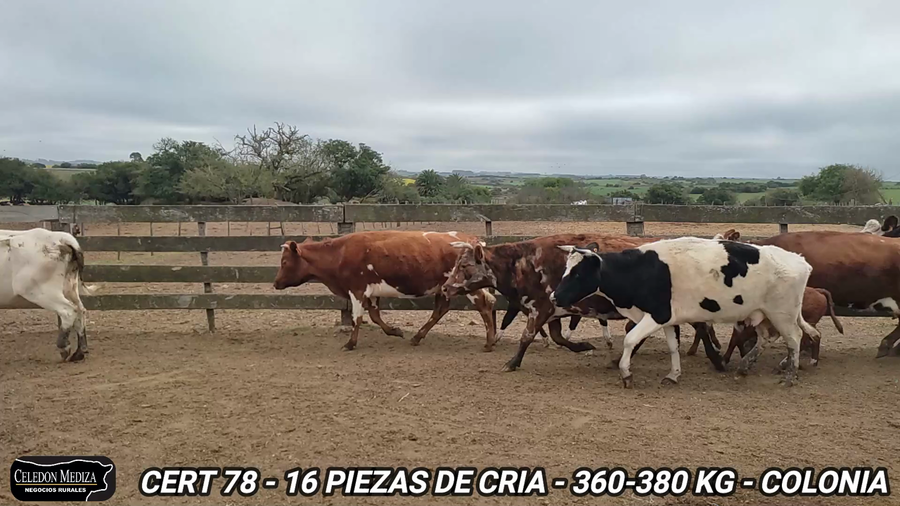 Lote 16 Piezas de cría en Colonia