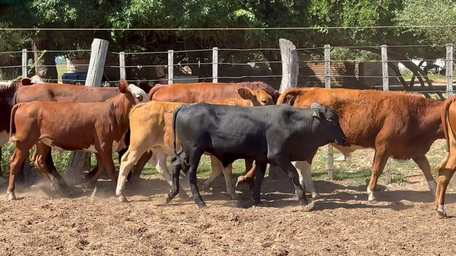 Lote 100 Terneros en Corrientes, Tabay