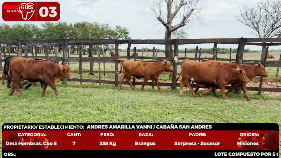 Lote LOTE 3 - EN VIVO