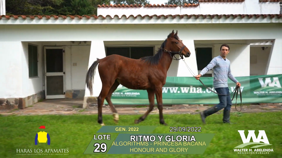 Lote RITMO Y GLORIA