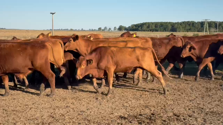 Lote 200 Novillos en Corrientes, Virasoro
