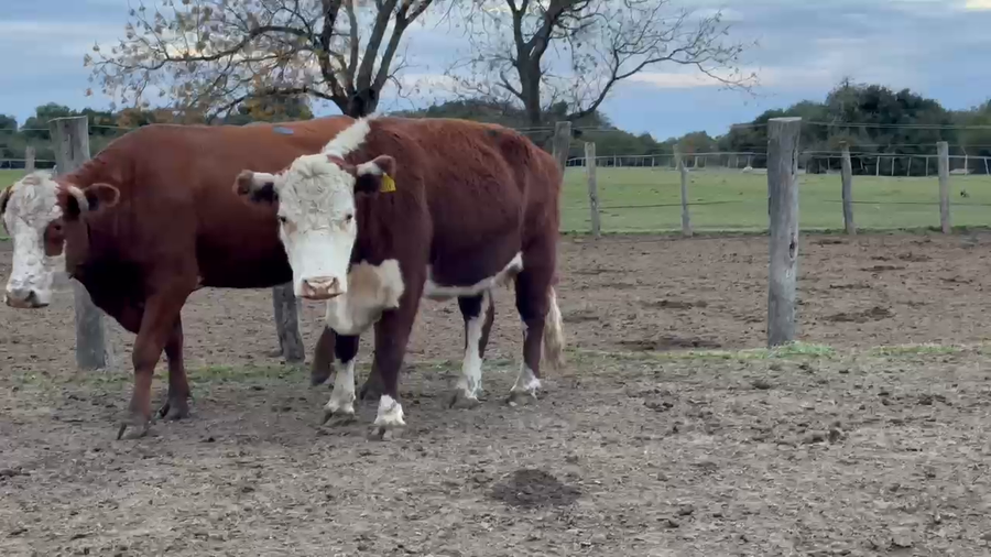 Lote 38 Vaca Consumo