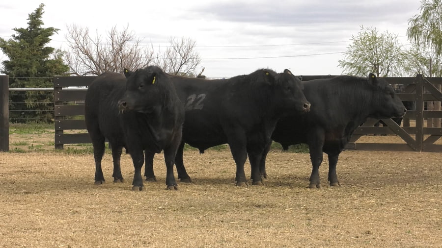 Lote TOROS ANGUS PUROS CONTROLADOS