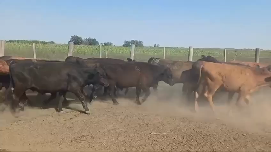 Lote 90 Novillitos