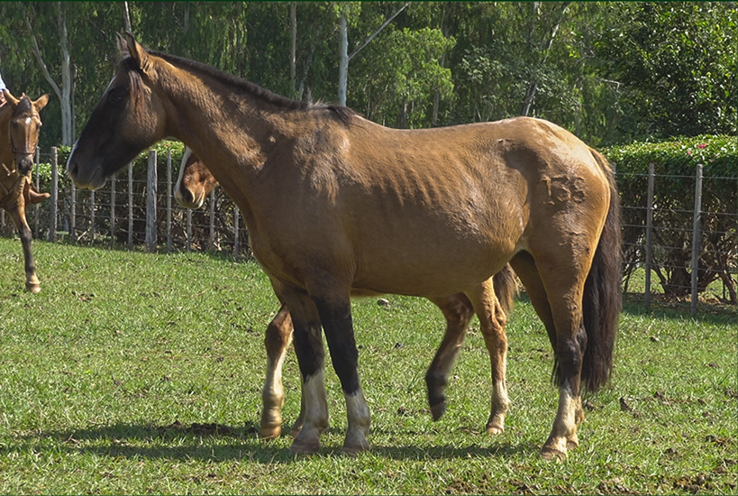 Lote CLE JEROVIA 138