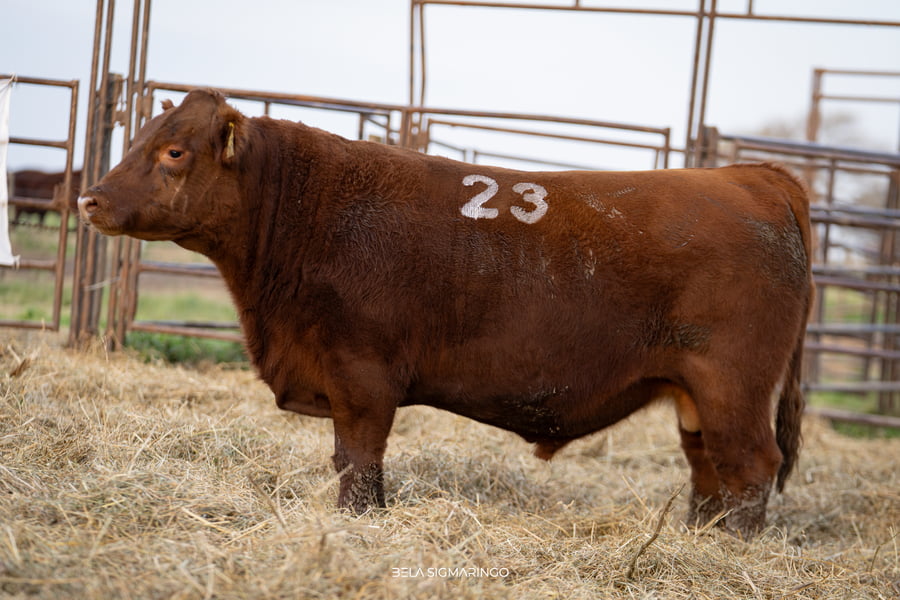 Lote TOROS ANGUS COLORADOS  PC