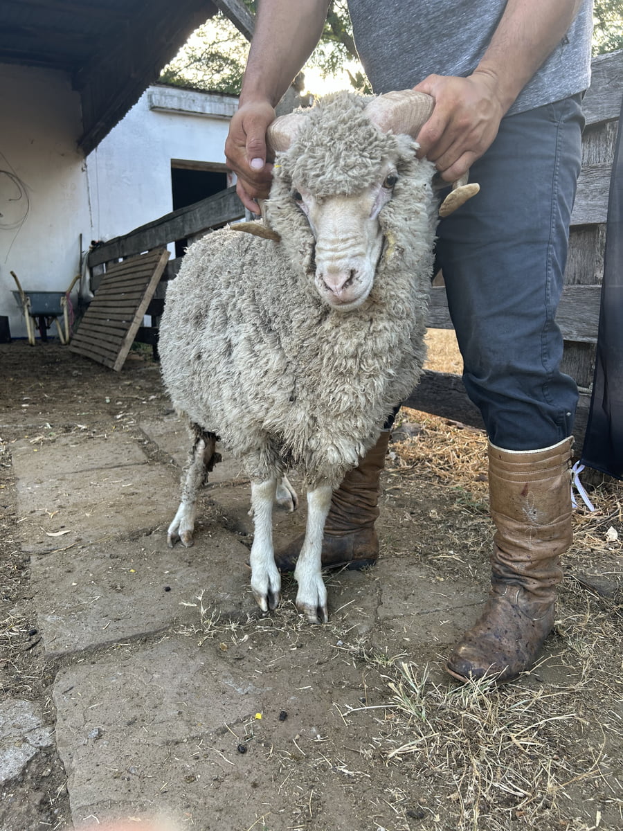 Lote Borrego 2D (MO: Si)