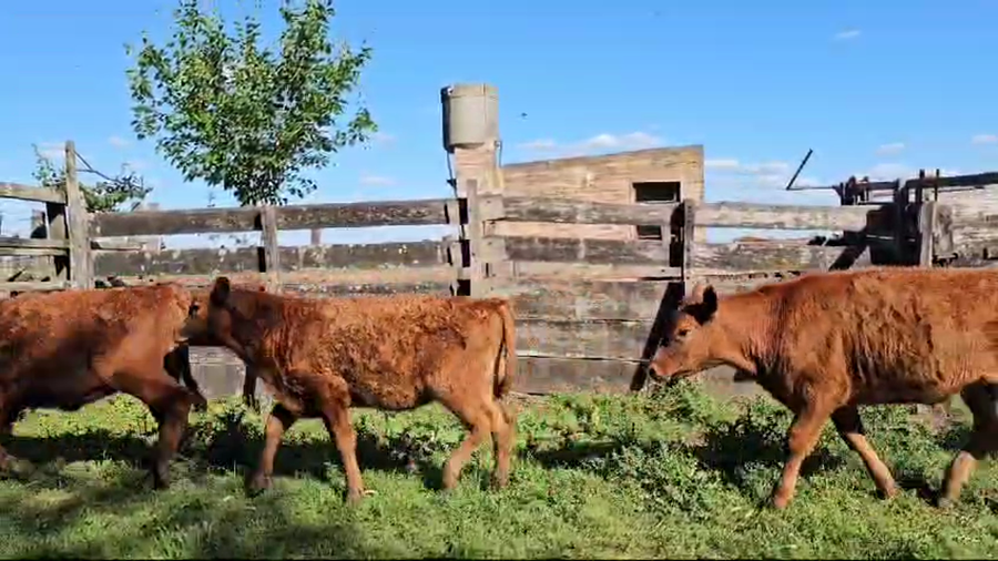 Lote 23 Terneros/as en Chivilcoy