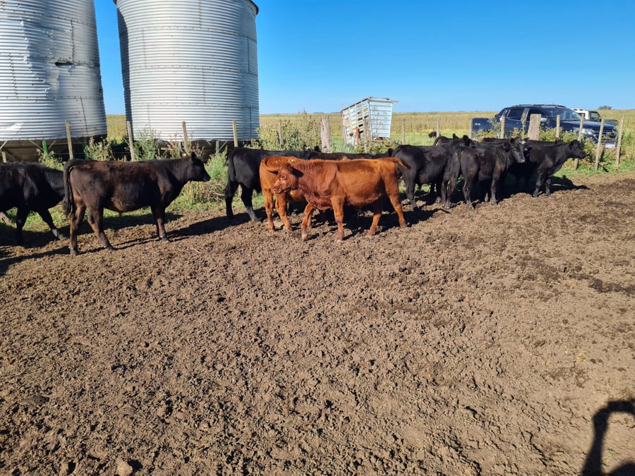 Lote 25 Terneros en Gral. Lamadrid, Buenos Aires