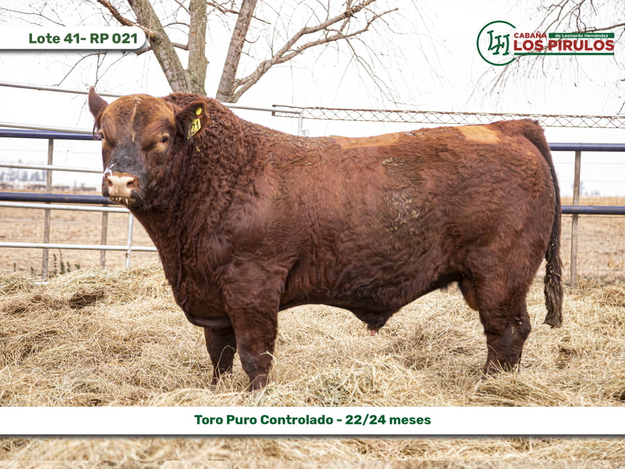 Lote TOROS PUROS CONTROLADOS - 22/24 meses