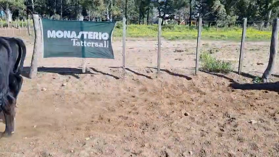 Lote 85 Novillitos EN UNANUE (LA PPA)