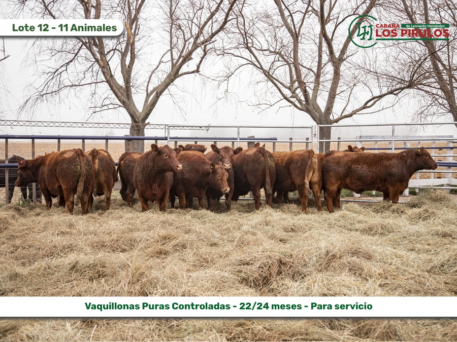 Lote VAQUILLONAS PURAS CONTROLADAS