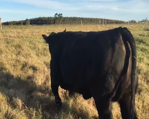 Lote BETUM BELUA | NANDO Del Infante Pancho