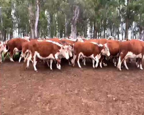 Lote VACAS PREÑADAS