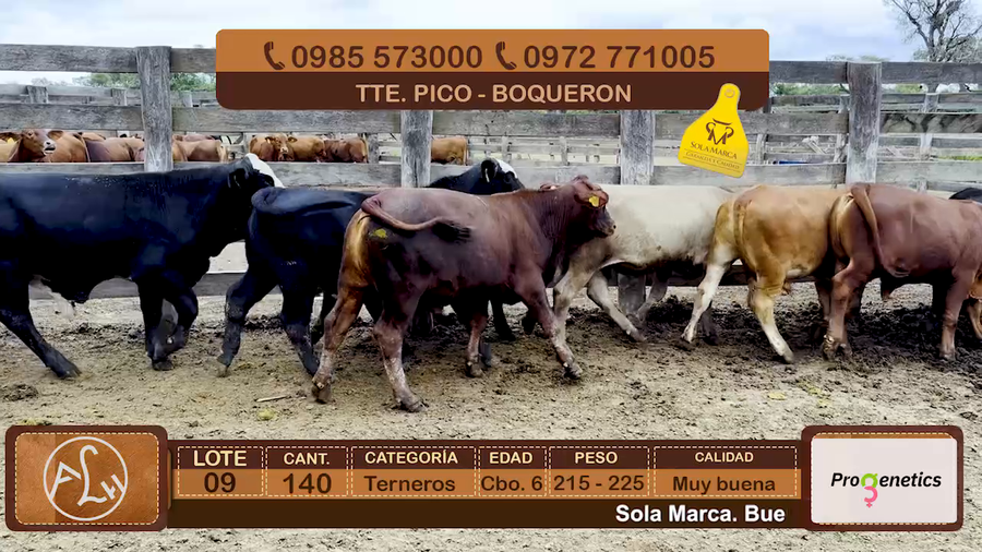 Lote Lote 9